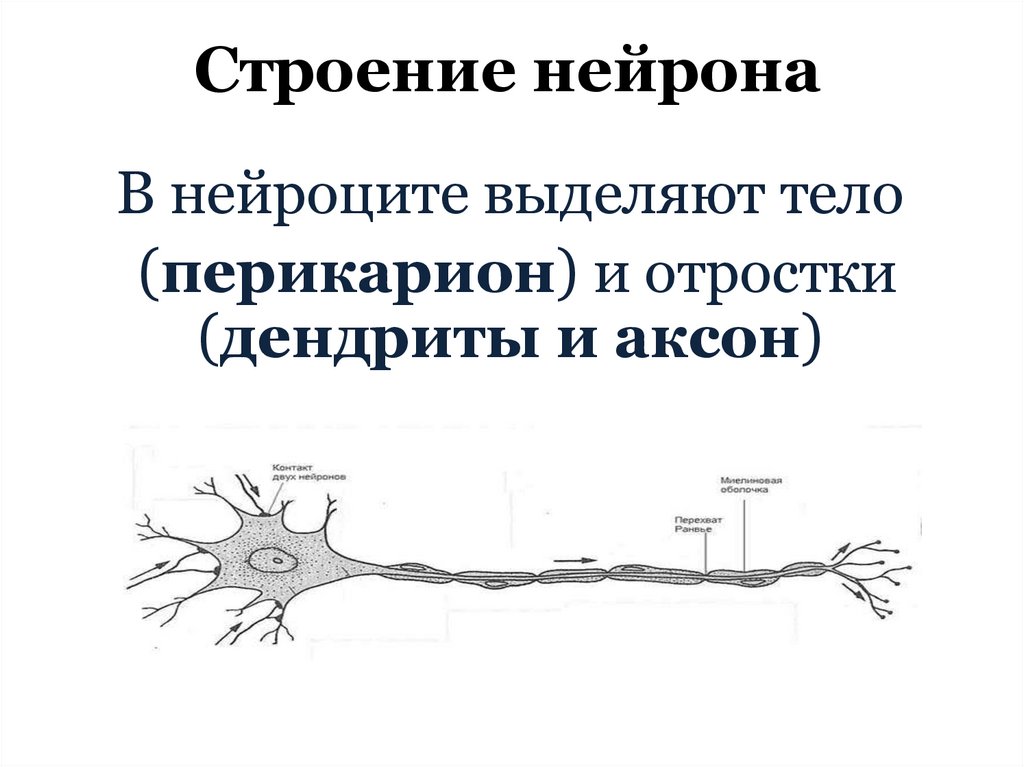 Строение нейрона