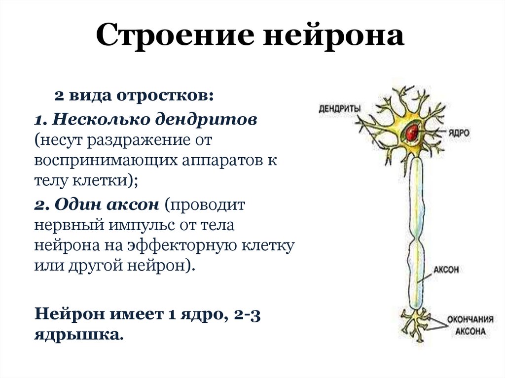 Строение нейрона