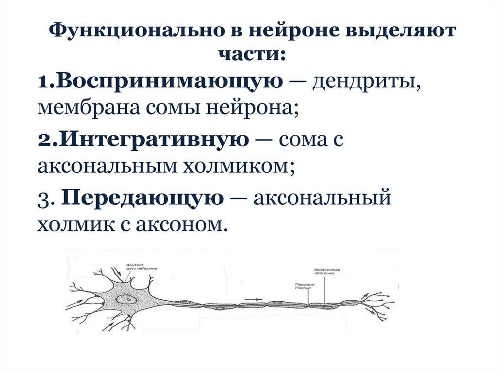 Функционально в нейроне выделяют части: