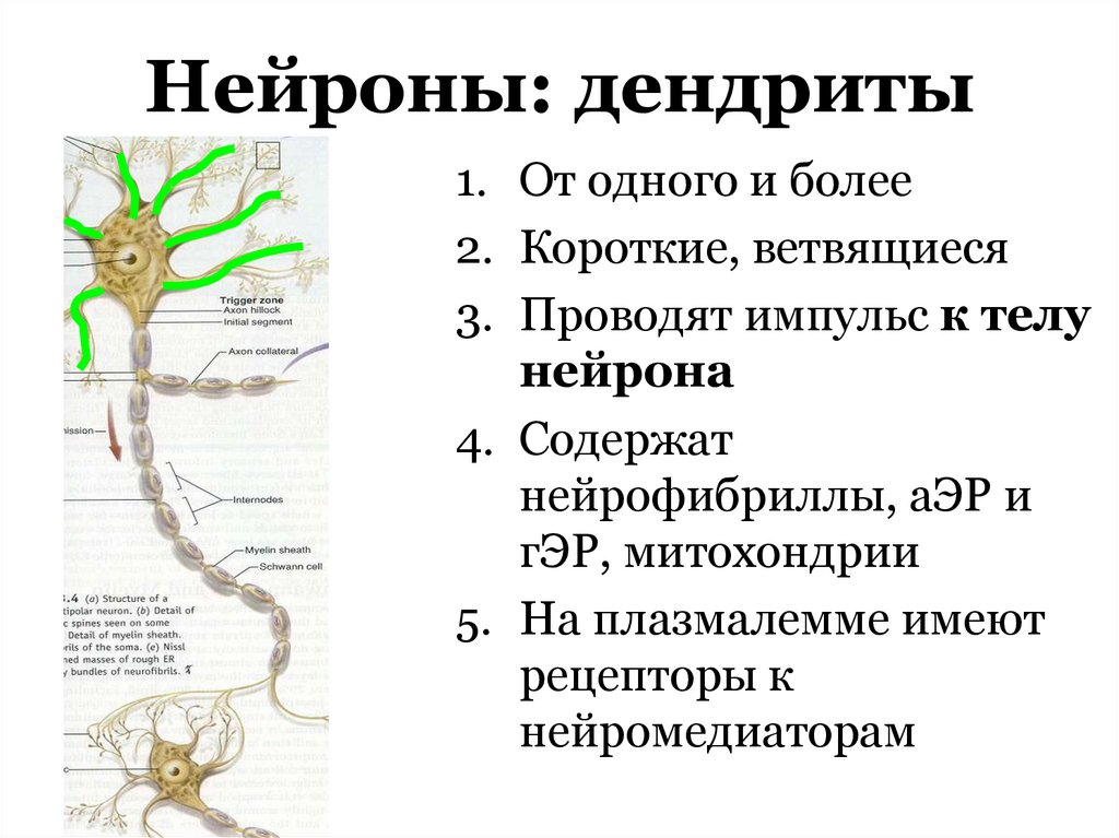 Нейроны: дендриты