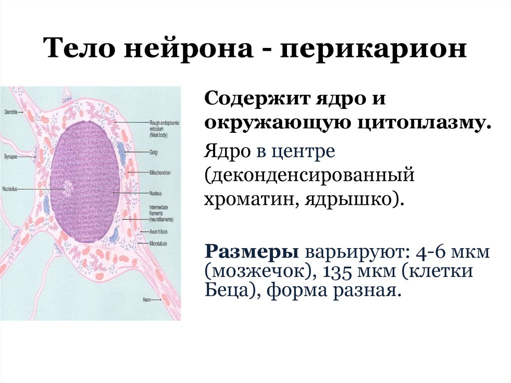 Тело нейрона - перикарион