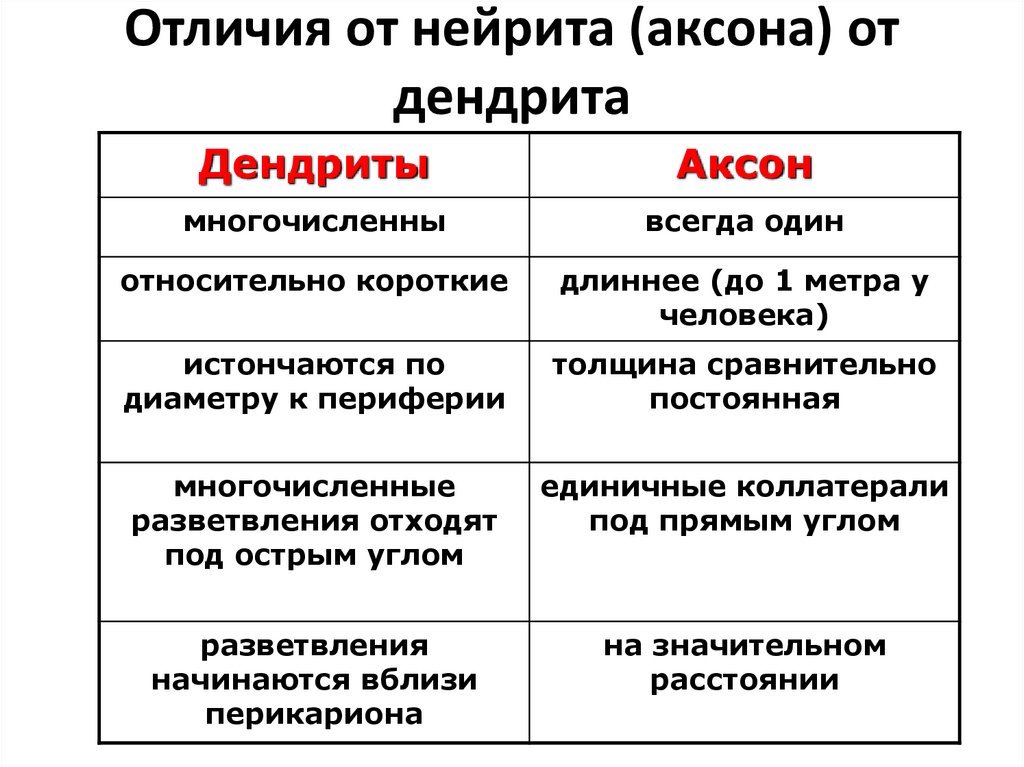 Отличия от нейрита (аксона) от дендрита