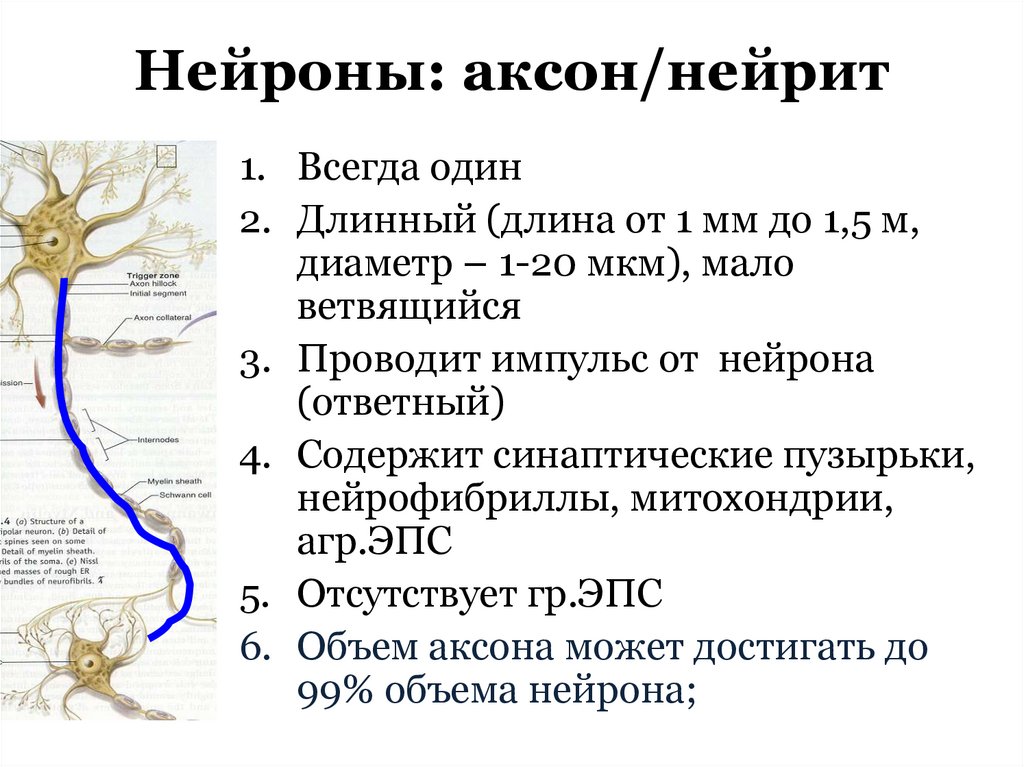 Нейроны: аксон/нейрит