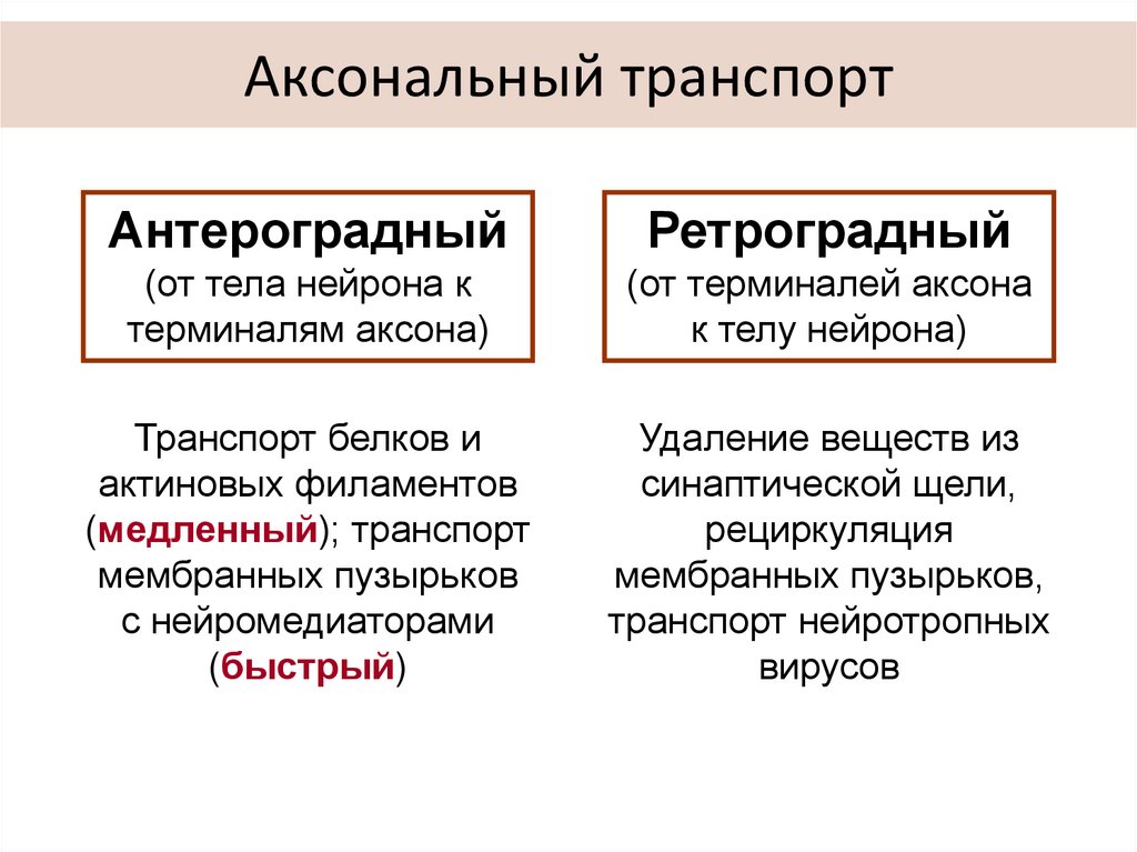 Аксональный транспорт