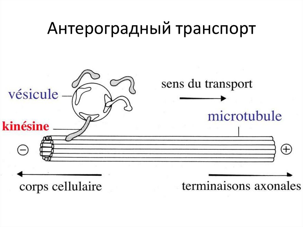 Антероградный транспорт