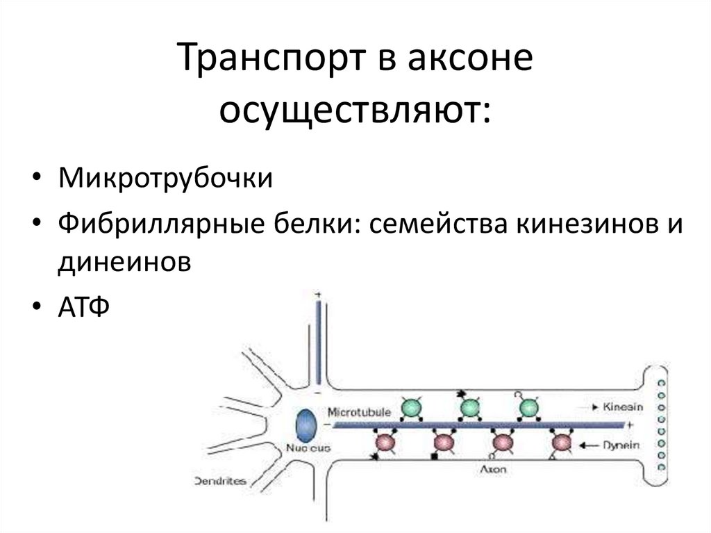 Транспорт в аксоне осуществляют: