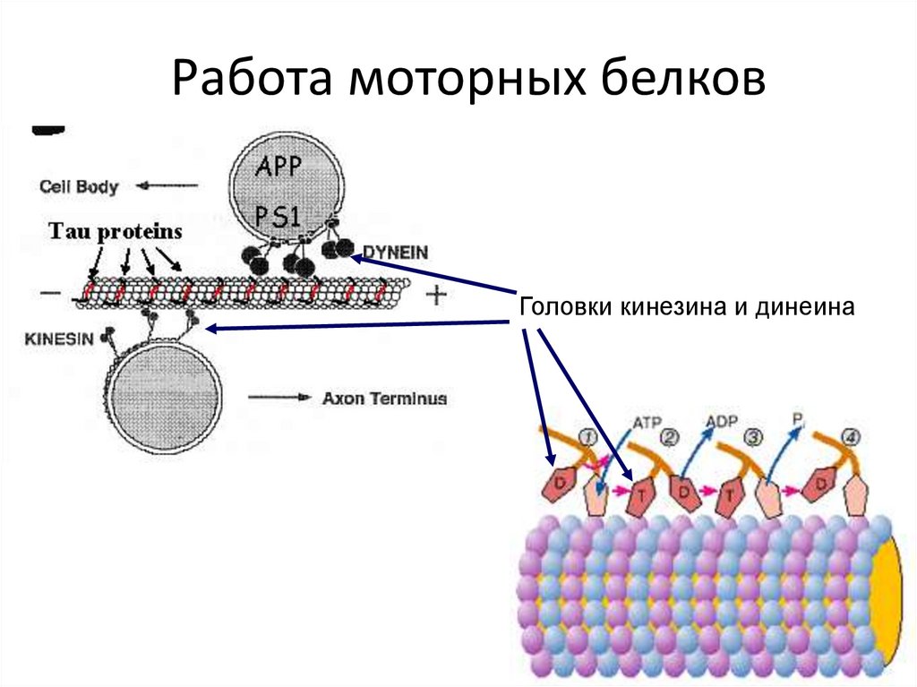 Работа моторных белков