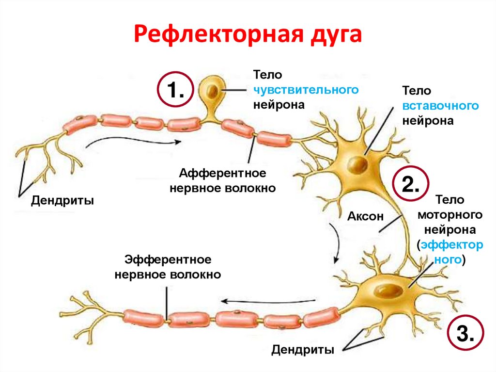 Рефлекторная дуга