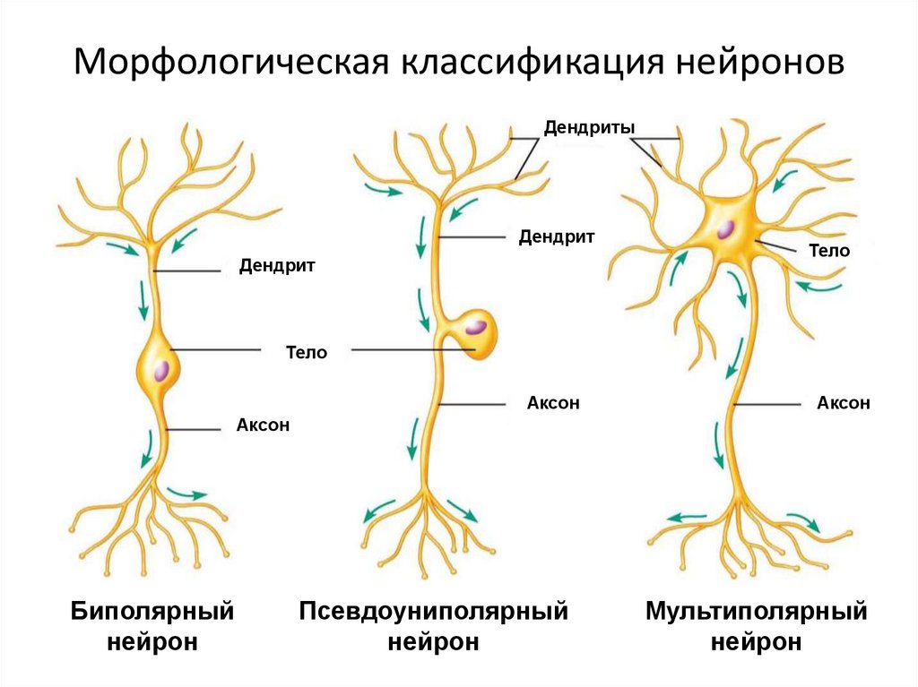 Морфологическая классификация нейронов