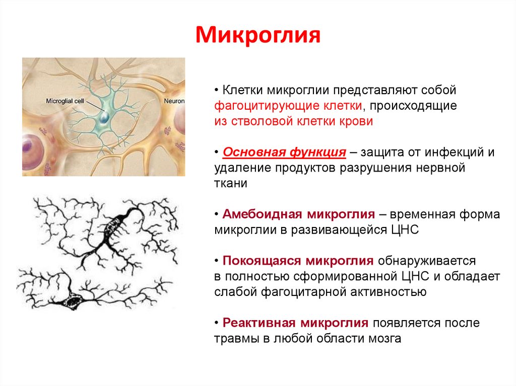 Нервная ткань - нейроглиальная система осуществление нервных функций возможно только с участием глиальной составляющей.