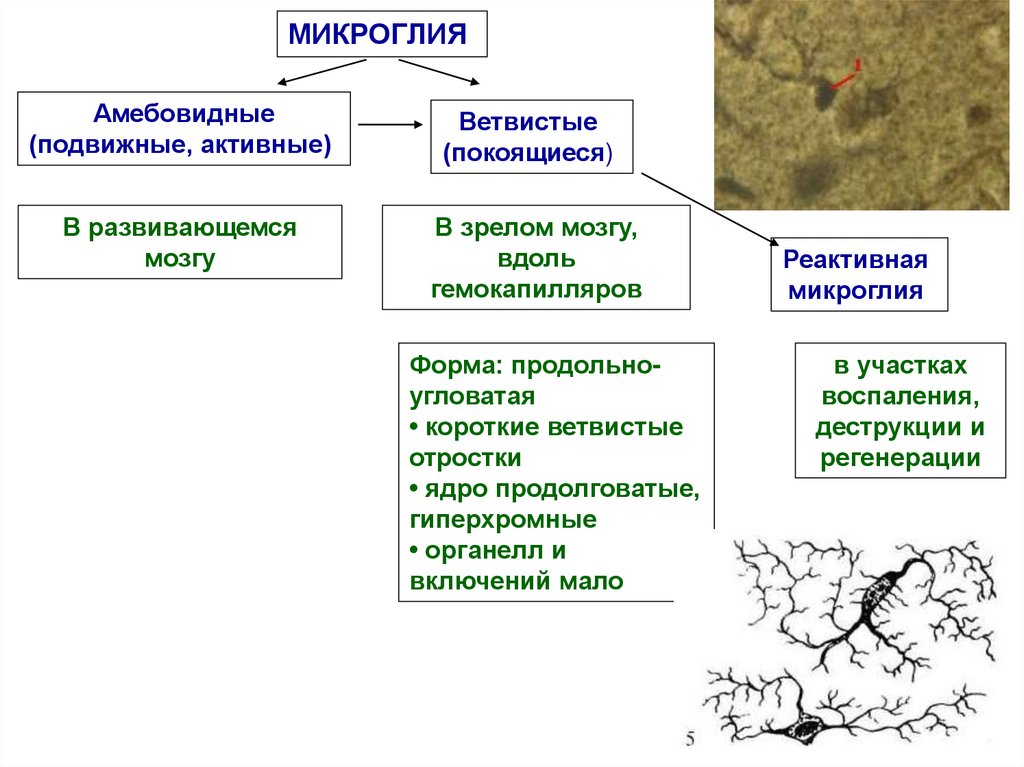 Классификация глиальных элементов