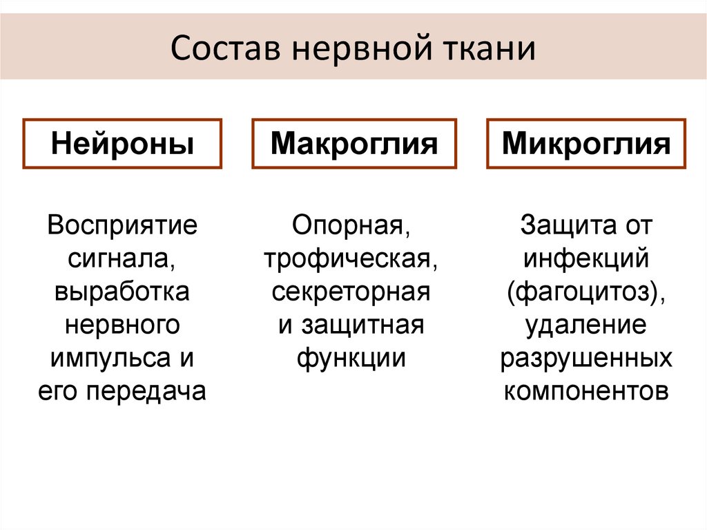 Состав нервной ткани