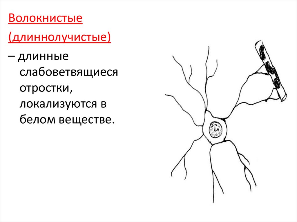 Олигодендроциты и нейролеммоциты