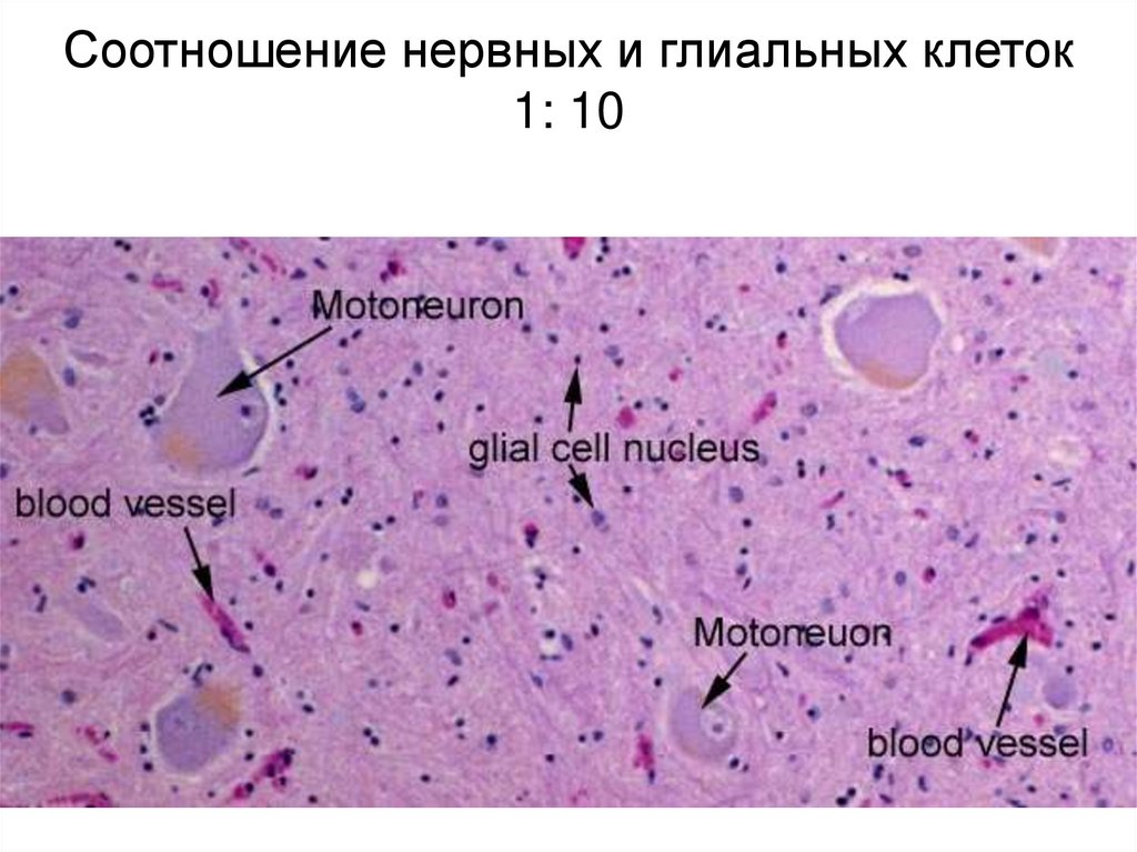 Функции астроцитов
