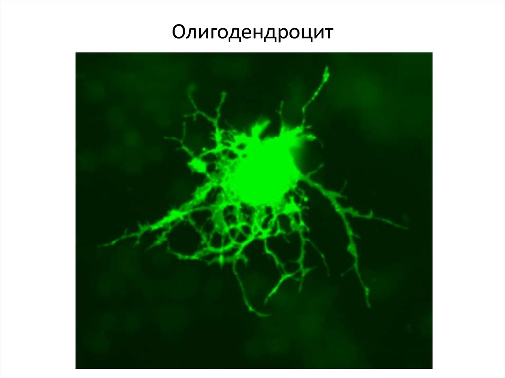 Взаимосвязь нейронов и нейроглии