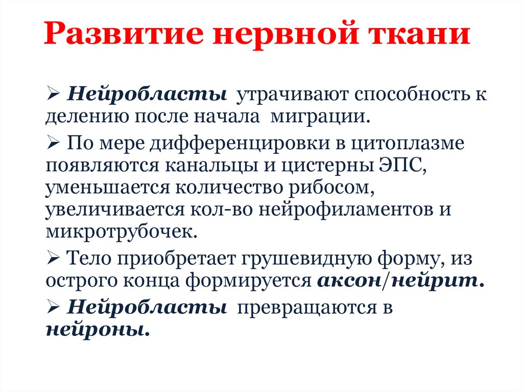 Развитие нервной ткани