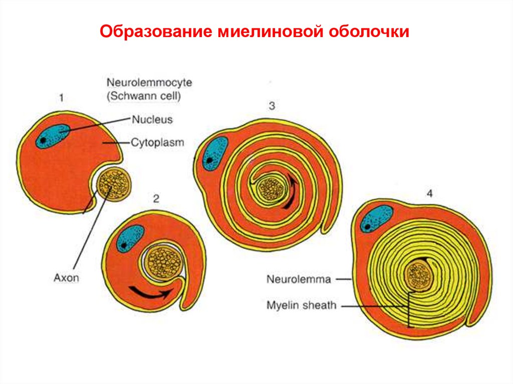 Нервные волокна