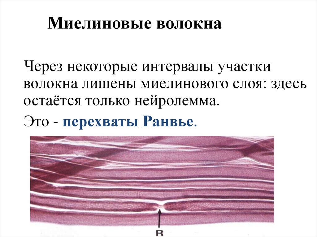 Миелиновые нервные волокна