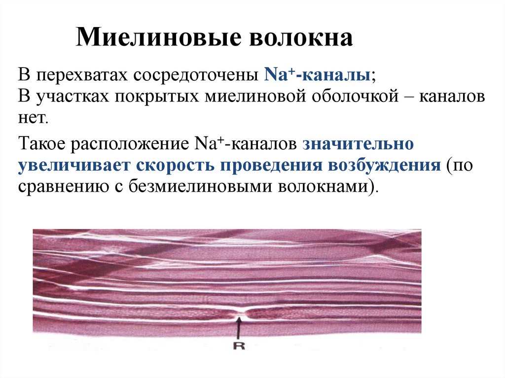 Миелиновые волокна