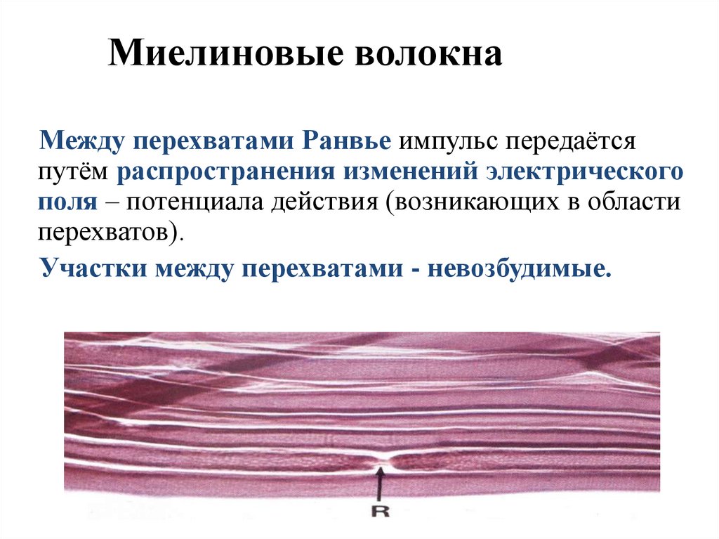 Миелиновые волокна