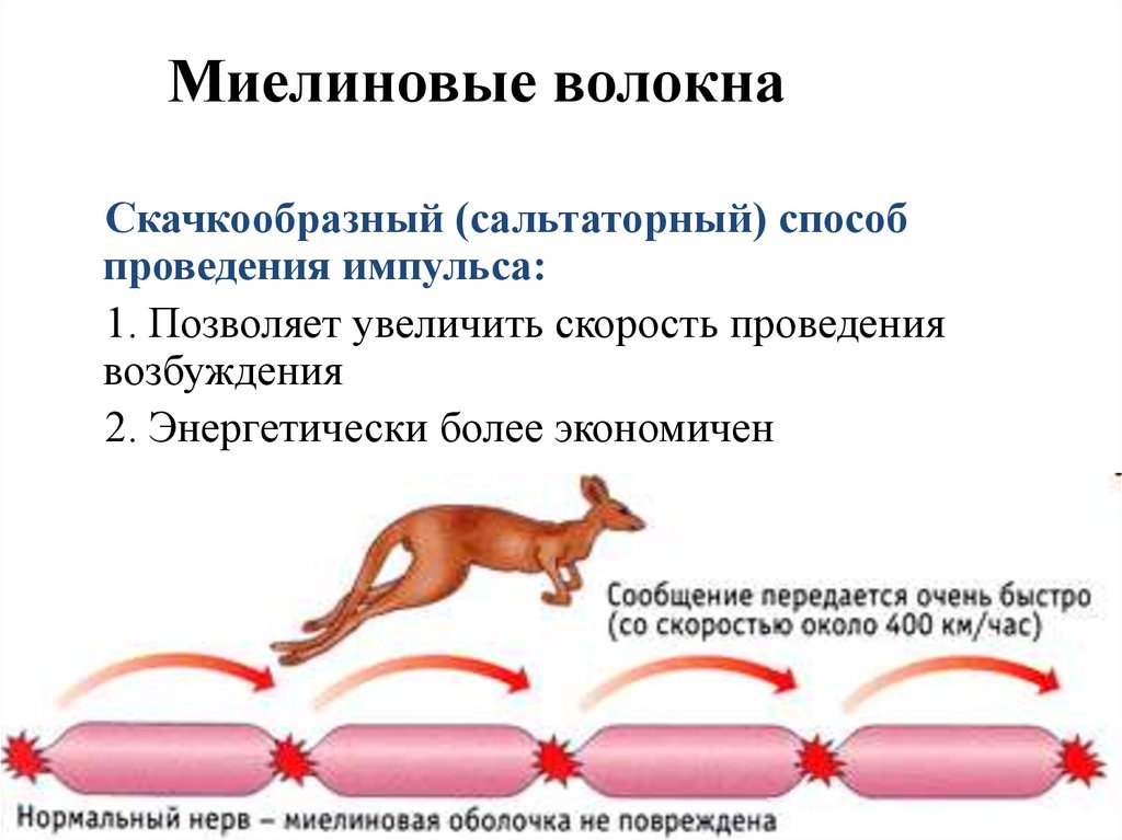 Миелиновые волокна