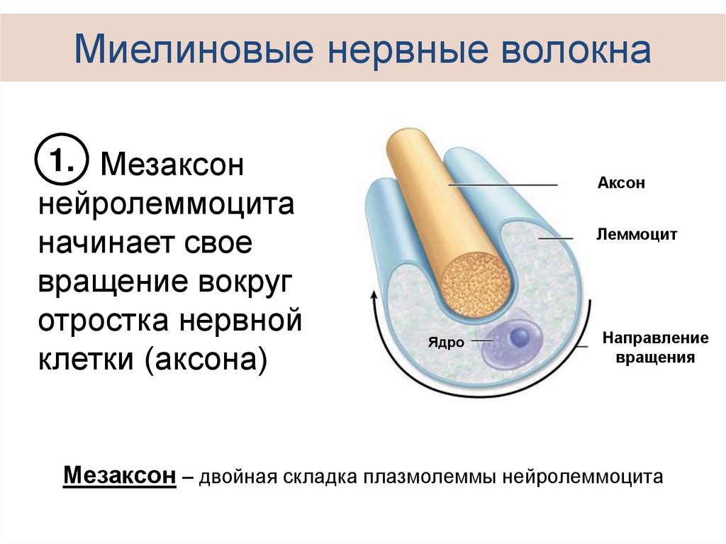 Миелиновые волокна