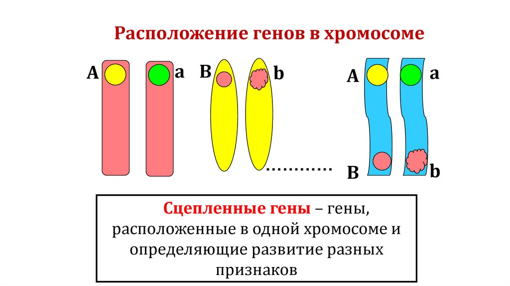 Расположение генов в хромосоме