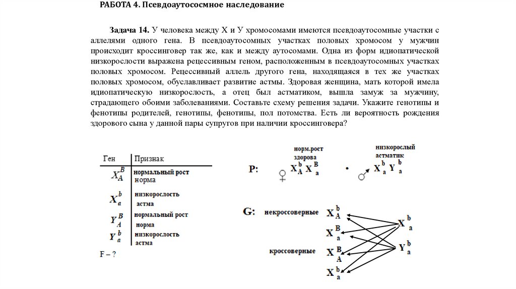 РАБОТА 4. Псевдоаутососмное наследование