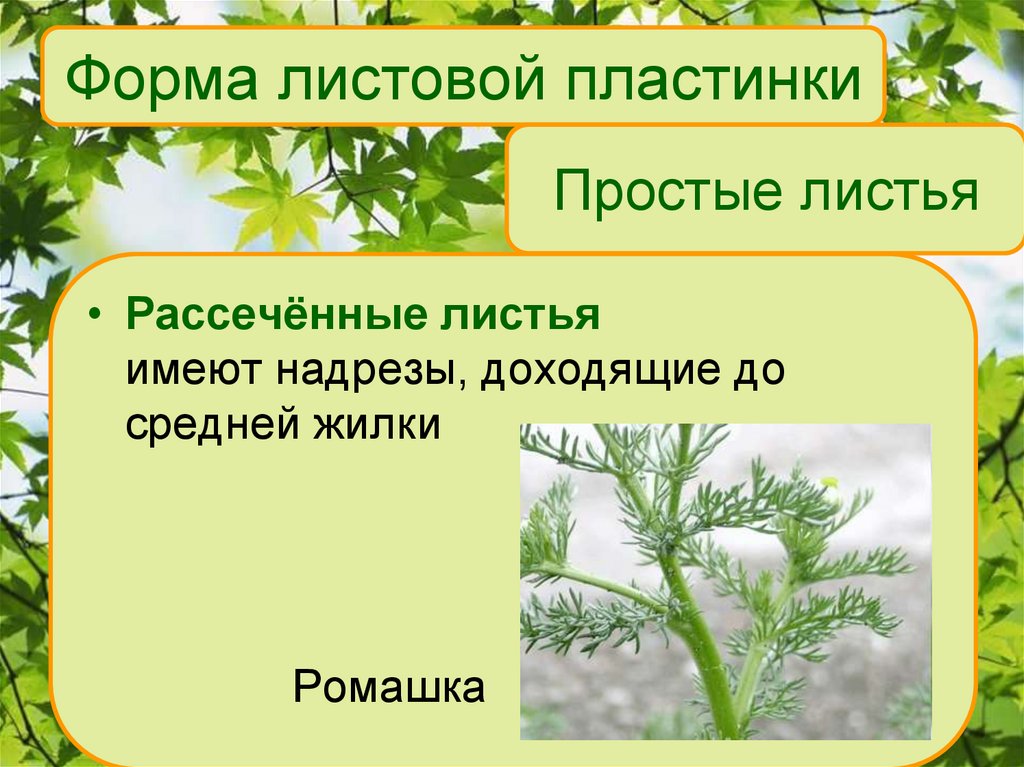 Простые листья