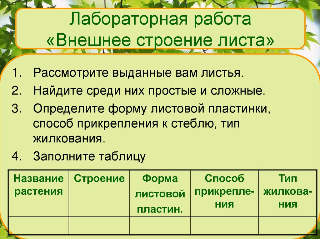 Лабораторная работа «Внешнее строение листа»