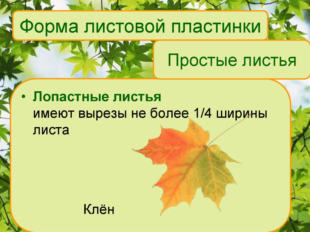 Простые листья