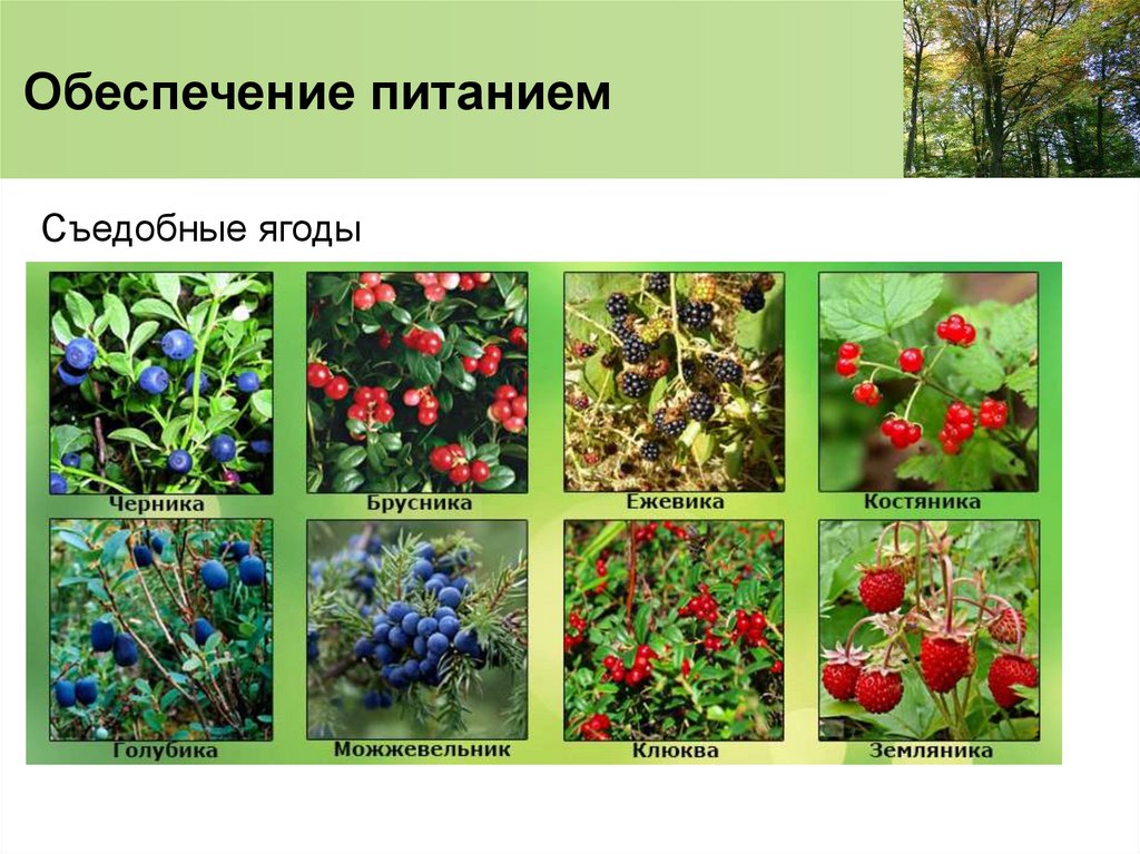 Обеспечение питанием