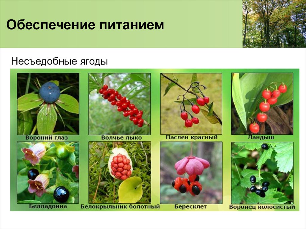 Обеспечение питанием