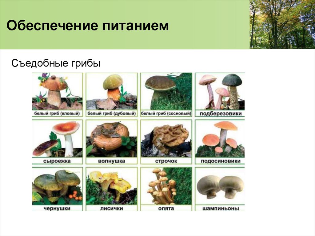 Обеспечение питанием