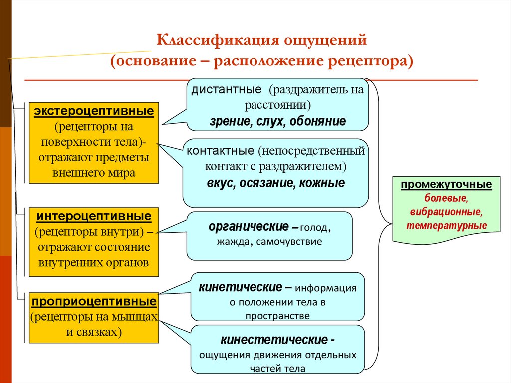 Классификация ощущений (основание – расположение рецептора)