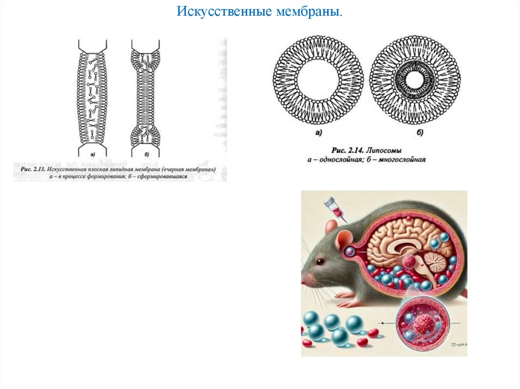 Искусственные мембраны.
