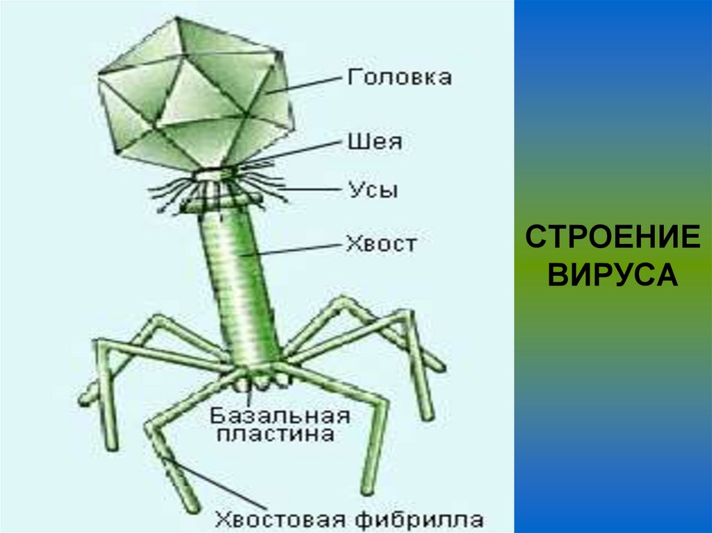 СТРОЕНИЕ ВИРУСА