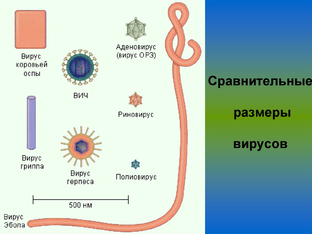 Сравнительные размеры вирусов