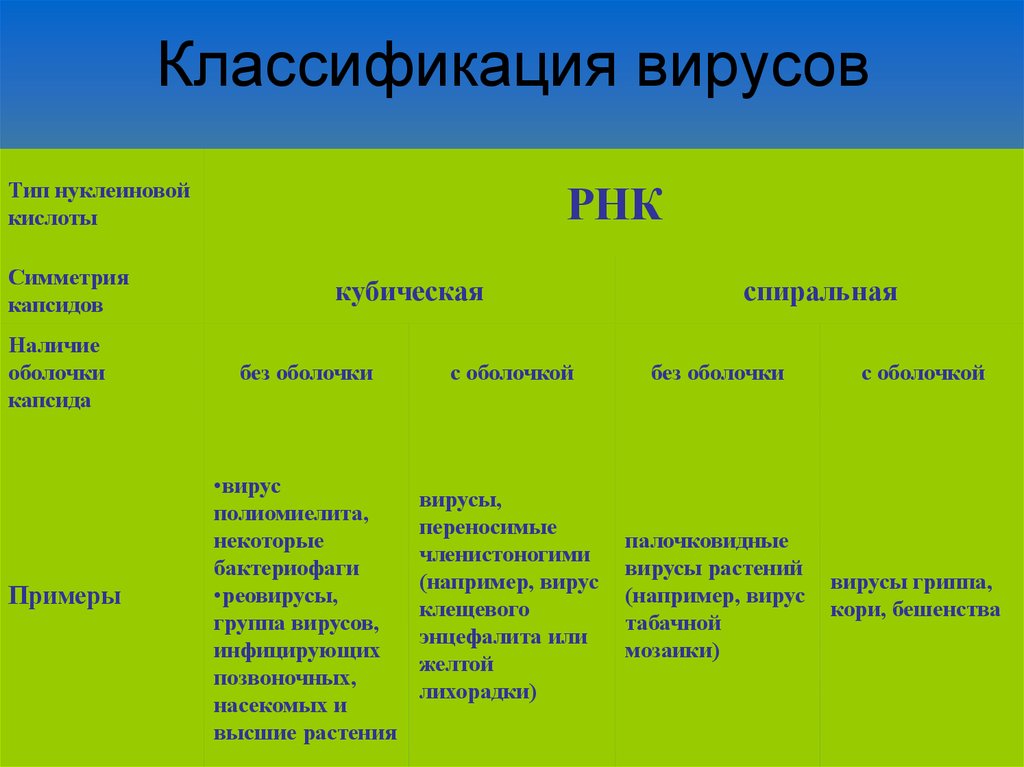 Классификация вирусов