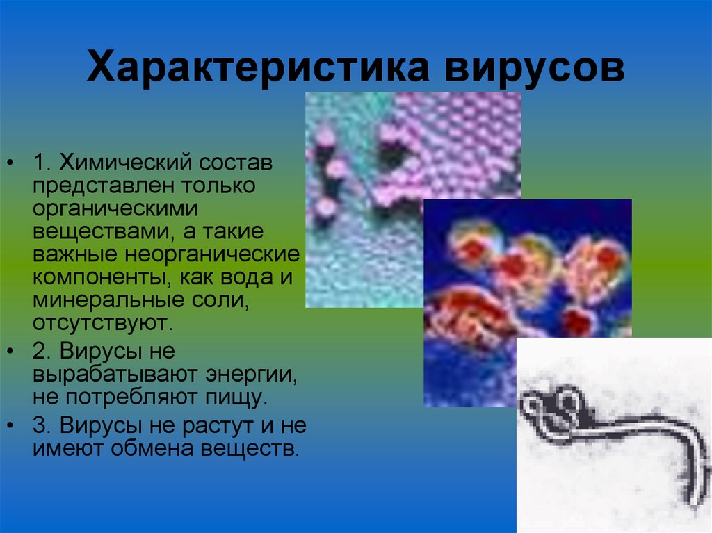 Характеристика вирусов
