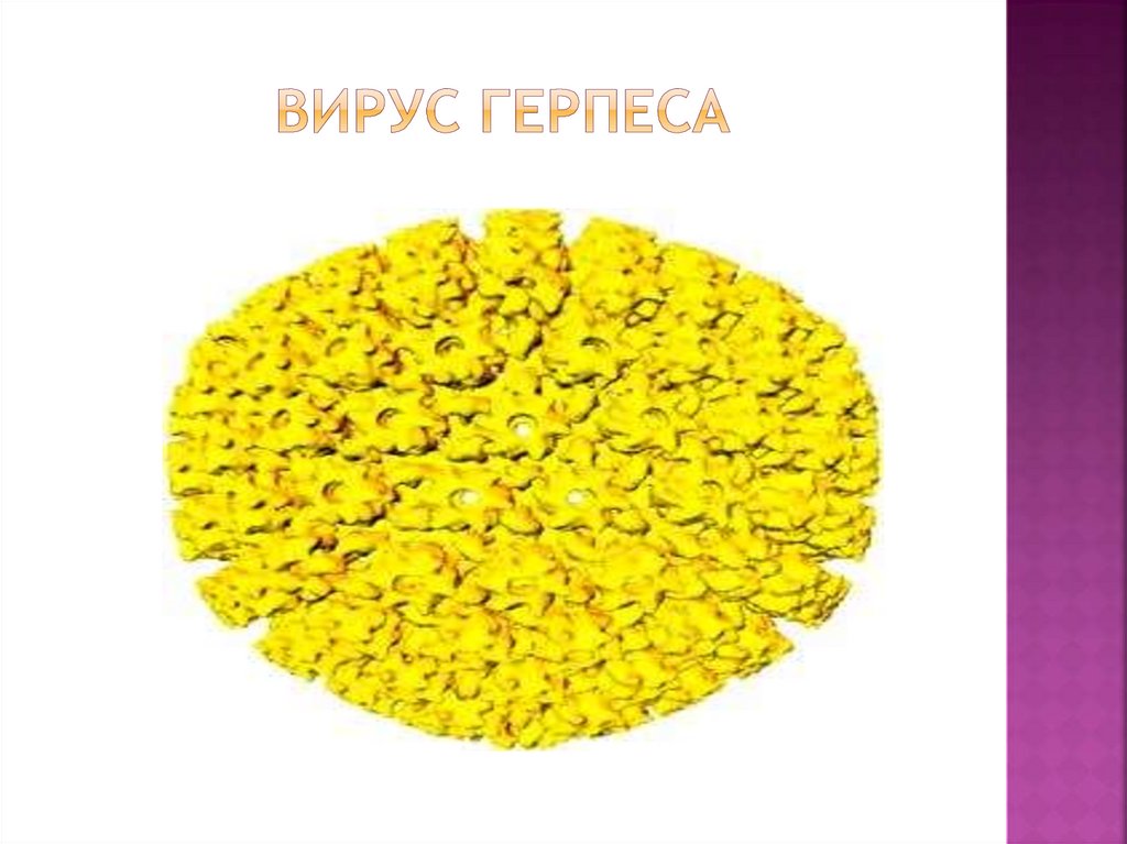 Вирус герпеса