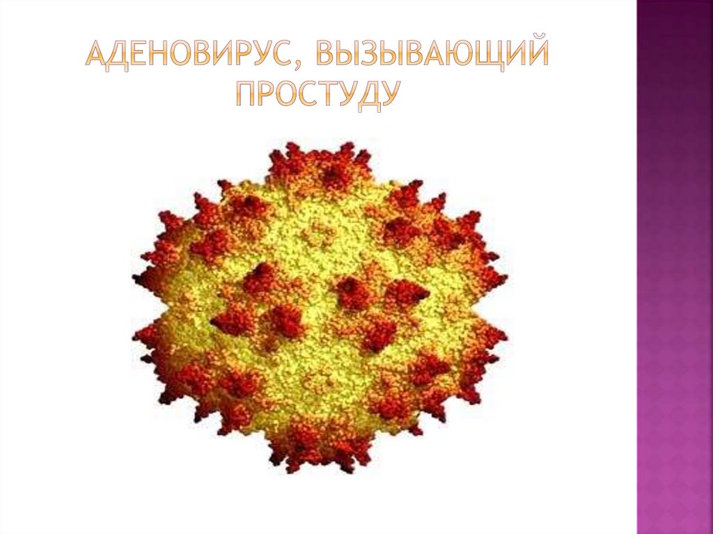Аденовирус, вызывающий простуду