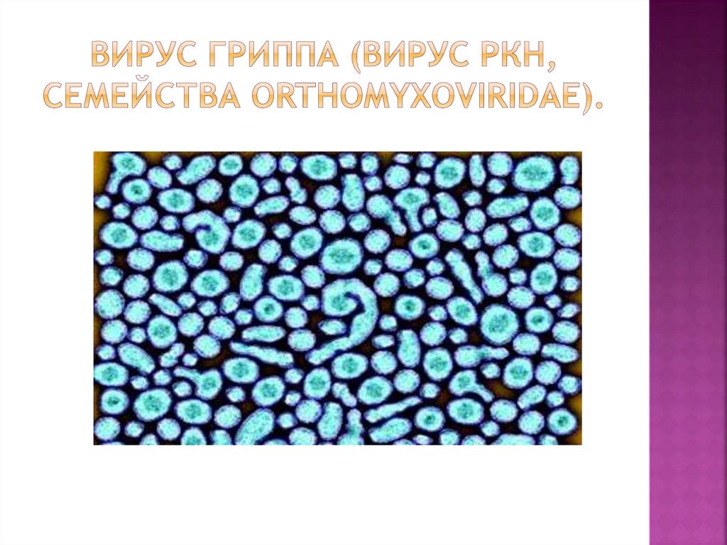 Вирус Гриппа (вирус РКН, семейства Orthomyxoviridae).