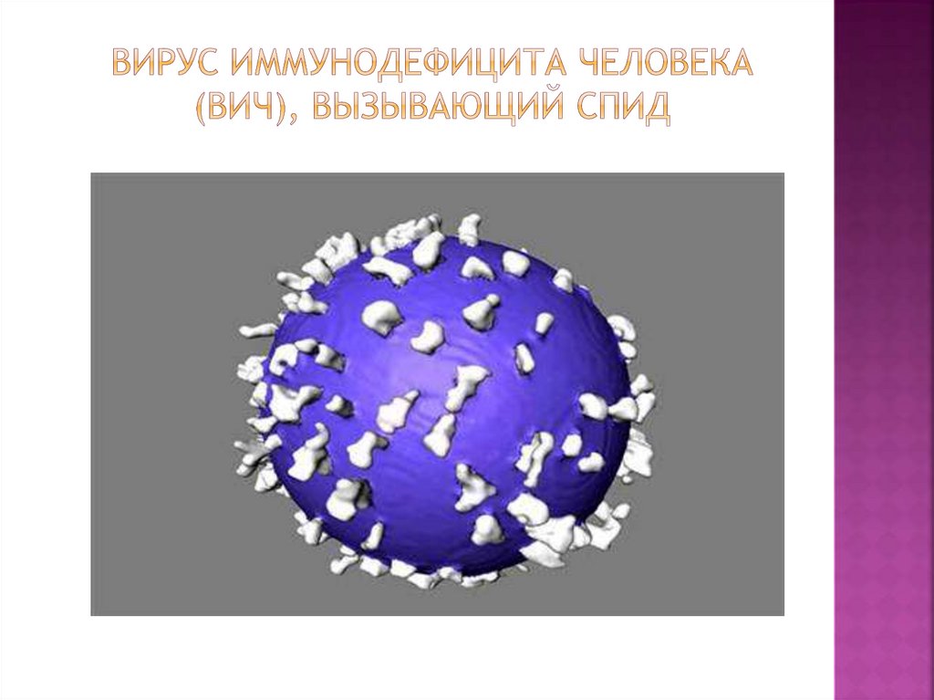 Вирус иммунодефицита человека (ВИЧ), вызывающий СПИД