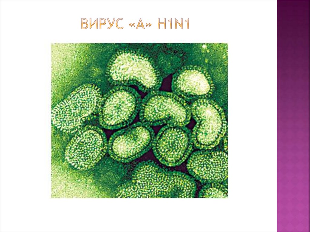 вирус «А» H1N1