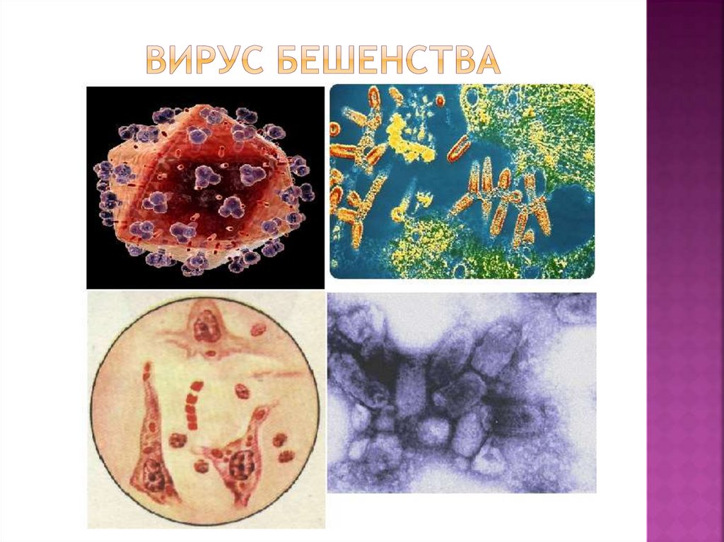 Вирус бешенства