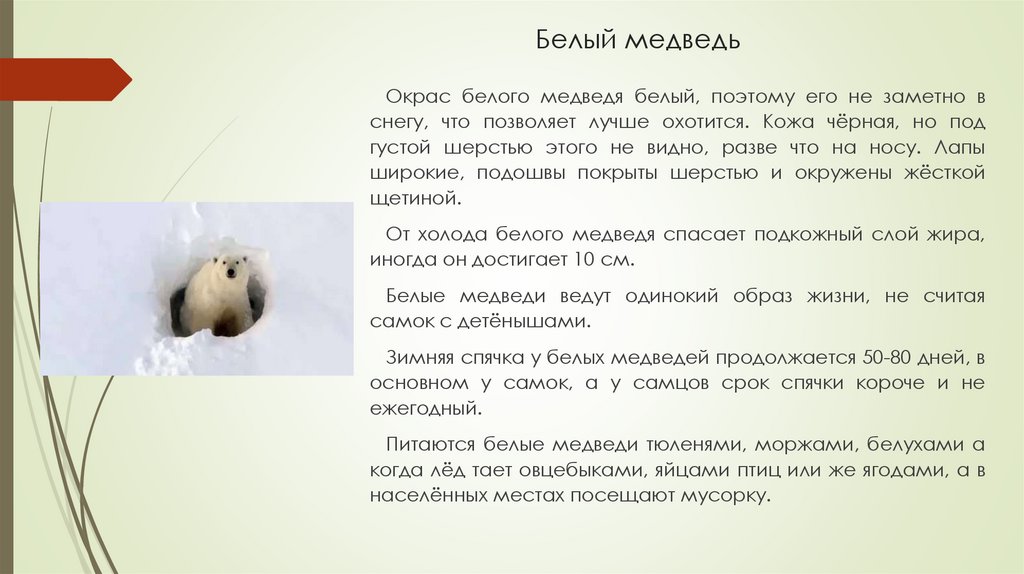 Белый медведь