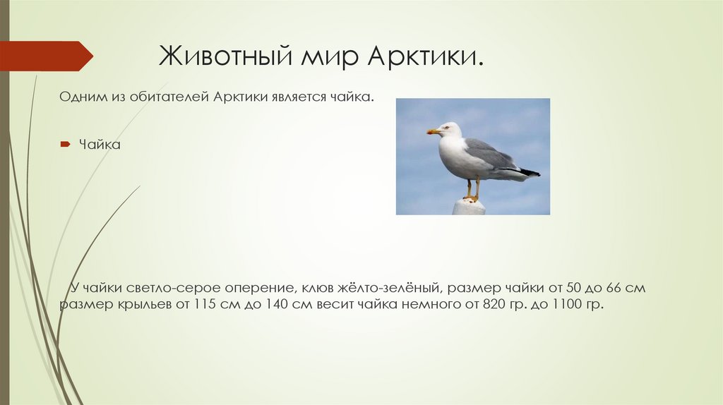 Животный мир Арктики.