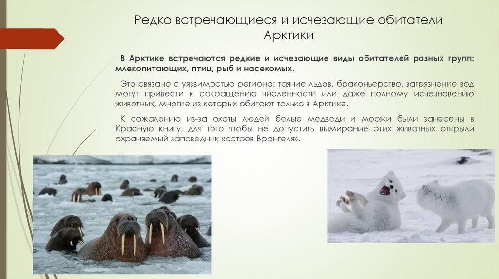 Редко встречающиеся и исчезающие обитатели Арктики