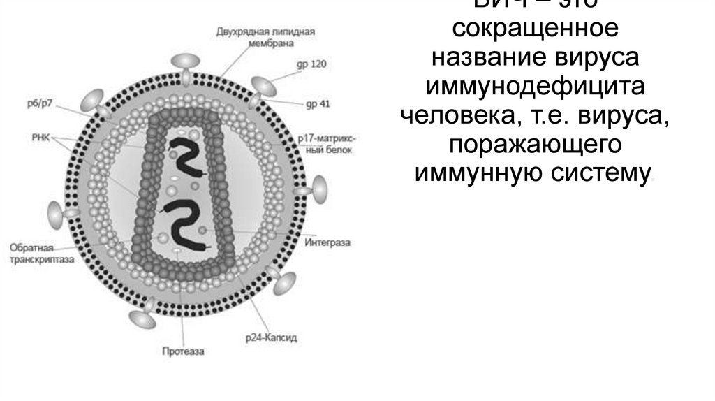 ВИЧ – это сокращенное название вируса иммунодефицита человека, т.е. вируса, поражающего иммунную систему.